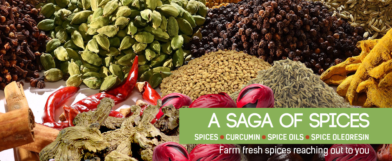 saga-spices